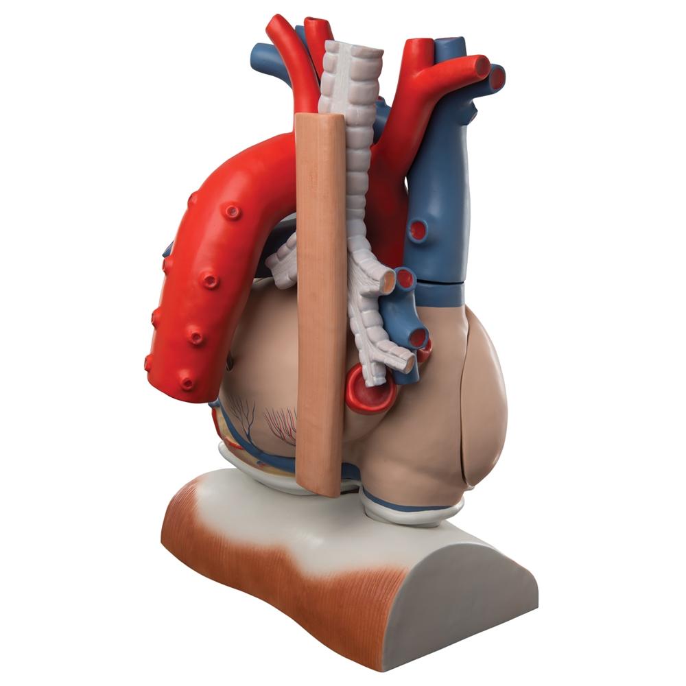 Giant 3X Life Size Human Heart Model with Diaphragm - 10-Part Anatomy Educational Tool for Medical Students & Classroom Demonstrations