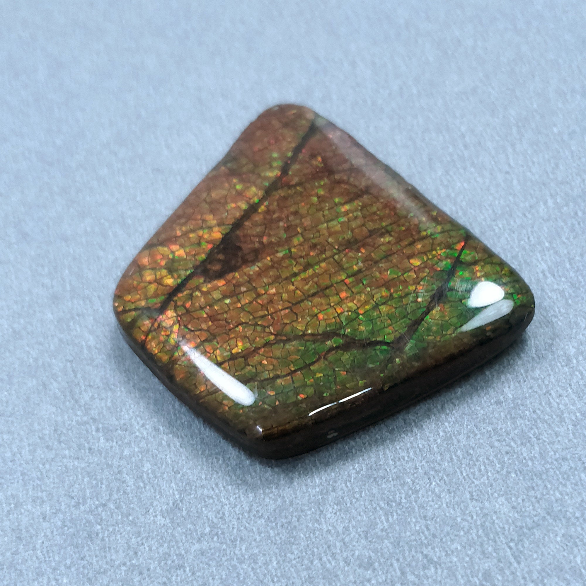 Natural AMMOLITE Gemstone Cabochon - 56.90cts Bi-Color Fossilized Shell Trapezoid Shape (29x36mm) for Jewelry Making | Rare Collectible Stone with Video | Perfect for Rings, Pendants & Earrings