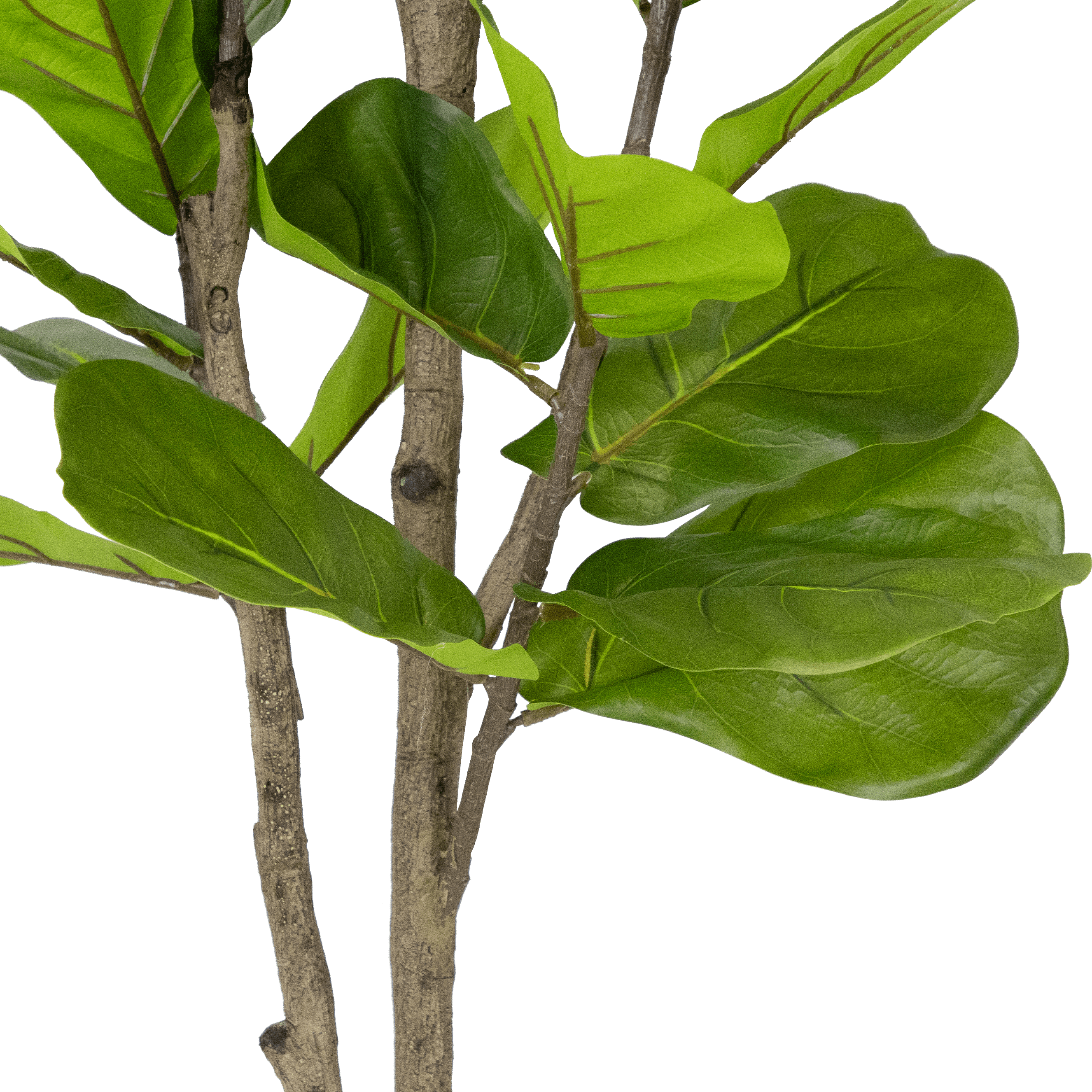 Large Fiddle Leaf Fig Tree 190cm - Indoor House Plant for Living Room, Office & Home Decor - Realistic Artificial Faux Ficus Lyrata Tree with Natural Trunk