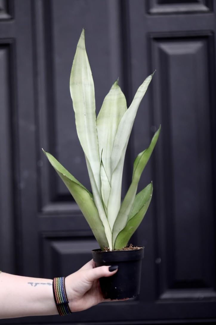 Sansevieria Masoniana (Moonshine Snake Plant) in 3