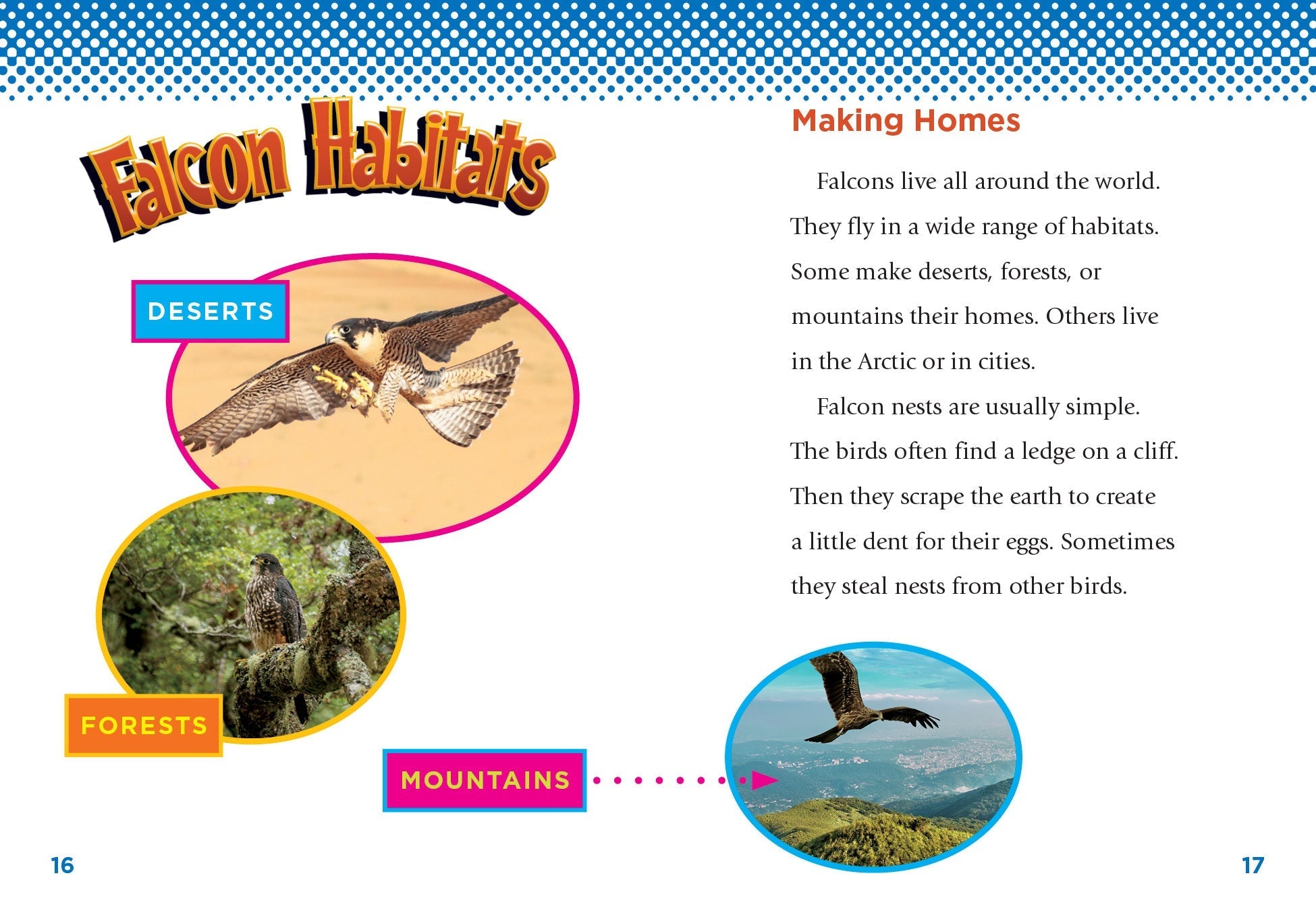 Falcons Book 9781623105532 - Explore the World of Falcons | Perfect for Bird Lovers & Nature Enthusiasts