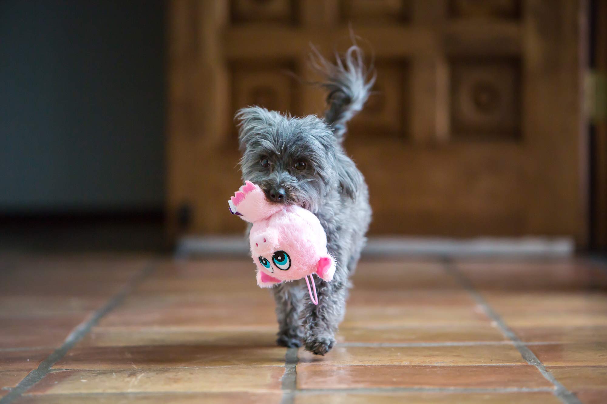 Multipet 43236-1 Knobby Noggins Pig Dog Toy - Durable Chew Toy for Small & Medium Dogs - Perfect for Playtime, Training & Teething Relief