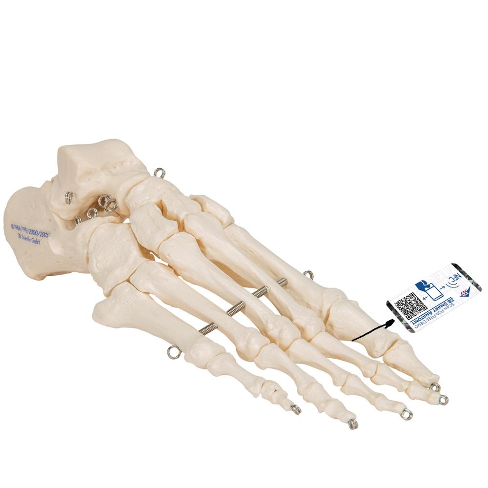 Foot Skeleton Wire Mounted - Halloween Decor, Gothic Home Decor, Anatomical Display for Medical Offices & Haunted Houses