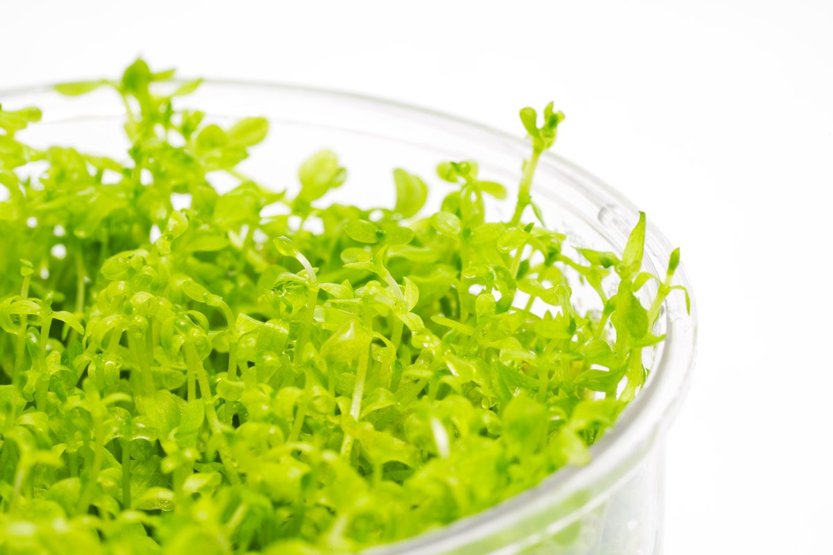 Micranthemum Micranthemoides Aquatic Plant for Freshwater Aquariums - Perfect for Aquascaping, Fish Tanks, and Nano Tanks
