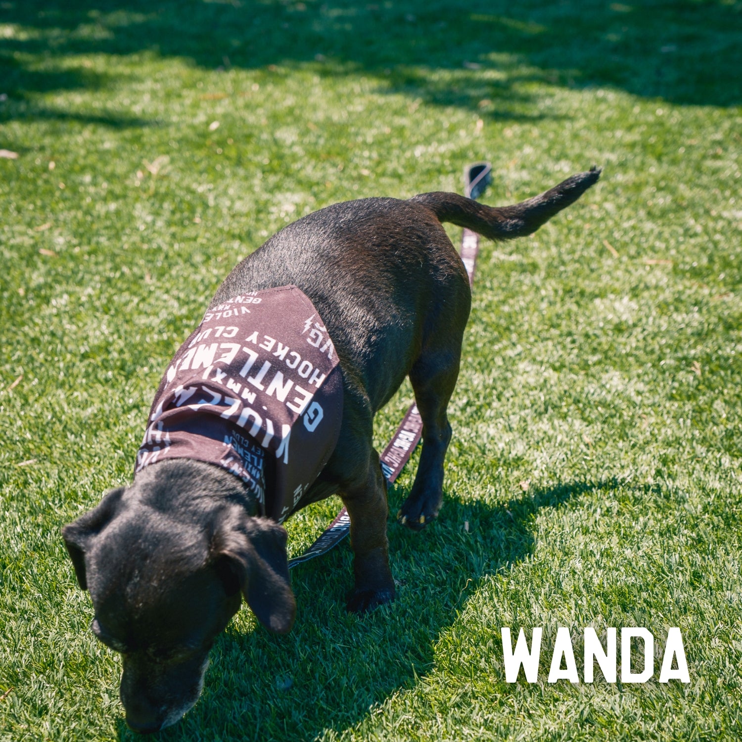 Premium Dog Bandana - Customizable Pet Bandana for Dogs & Cats - Perfect for Pet Grooming, Photos & Special Occasions