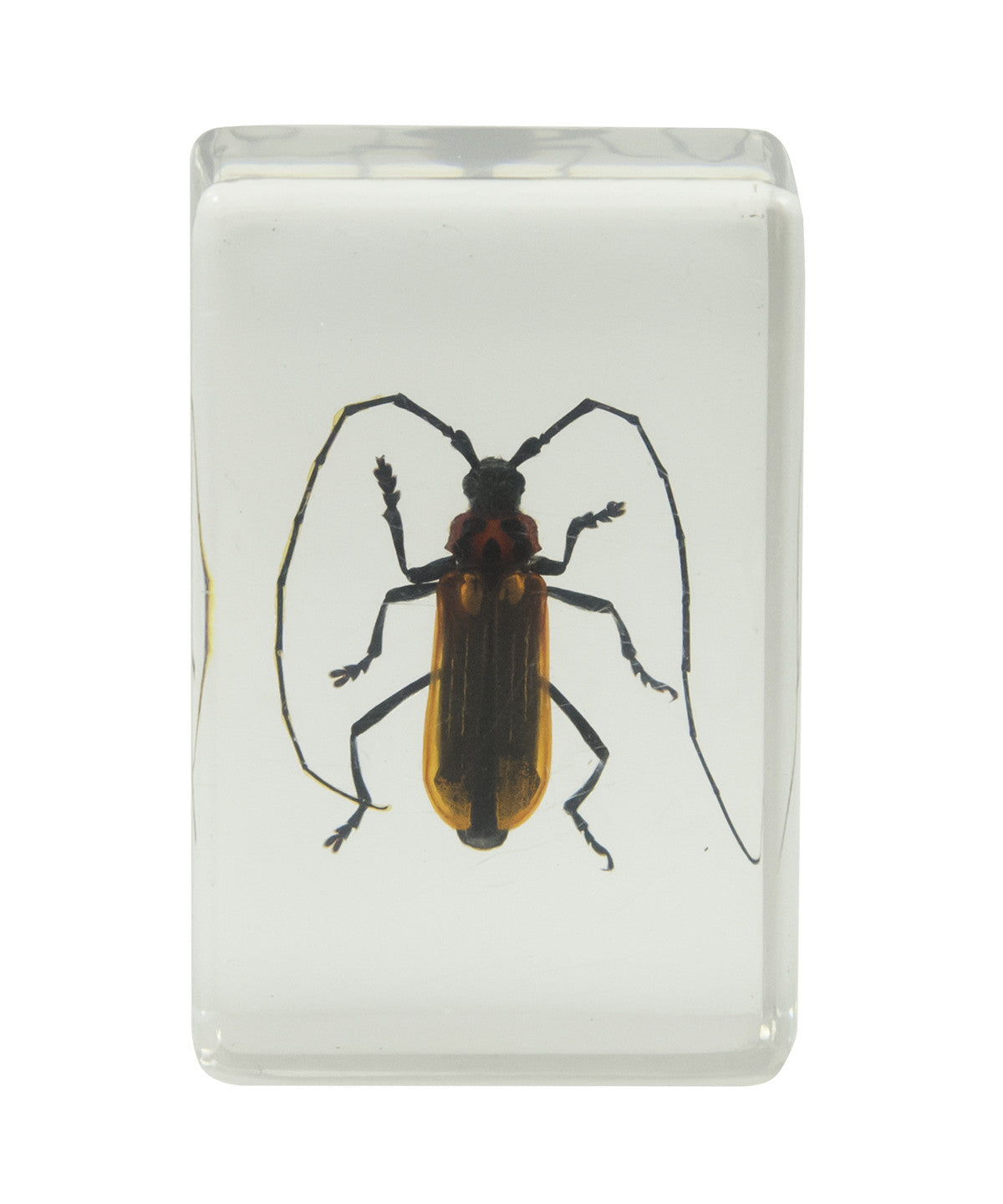 3D Bug Specimen Kit #1 - Realistic Insect Models for Science Education, Home Decor & Collectors | Perfect for Classroom, Kids Room & Nature Displays