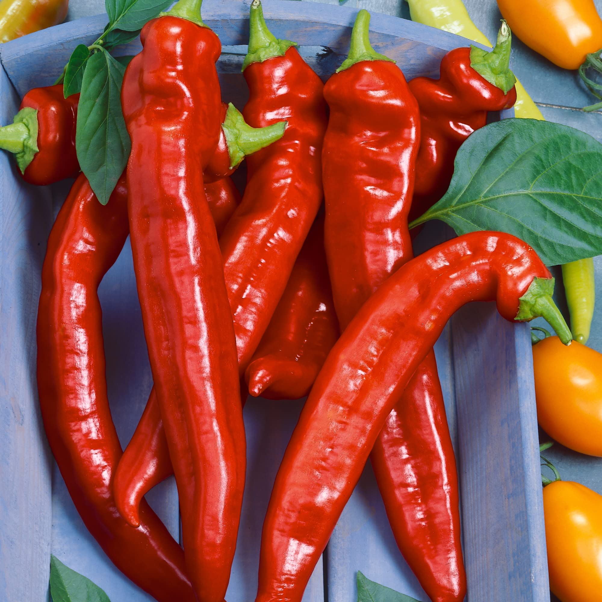 Hot Portugal Pepper Seeds - 4 Oz (~20,000 Seeds) - Non-GMO Heirloom Capsicum Annuum for Vegetable Gardens - Perfect for Salsas, Hot Sauces & Spicy Cooking