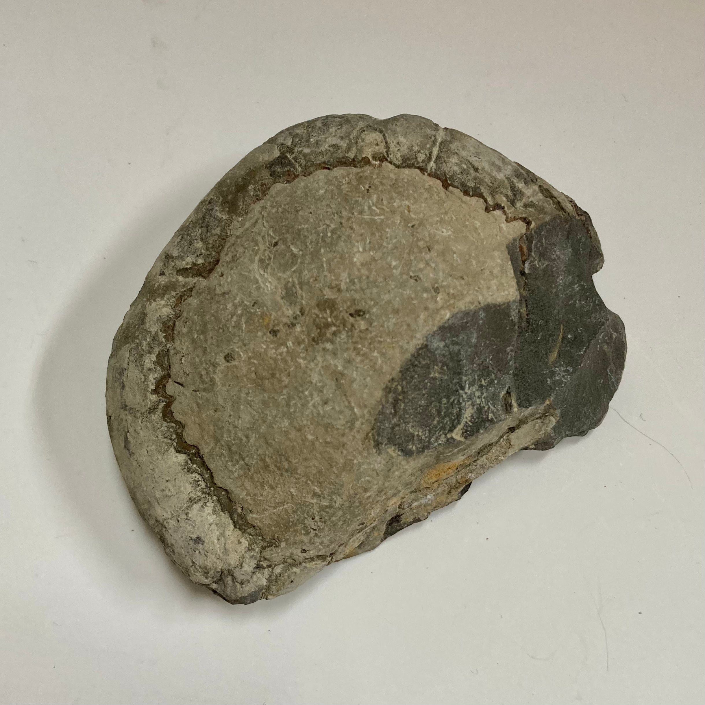 Authentic Ammonite Fossil - Dactylioceras sp. Specimen for Collectors, Home Decor & Educational Use | Perfect for Geology Enthusiasts, Classroom Display & Unique Gift Idea