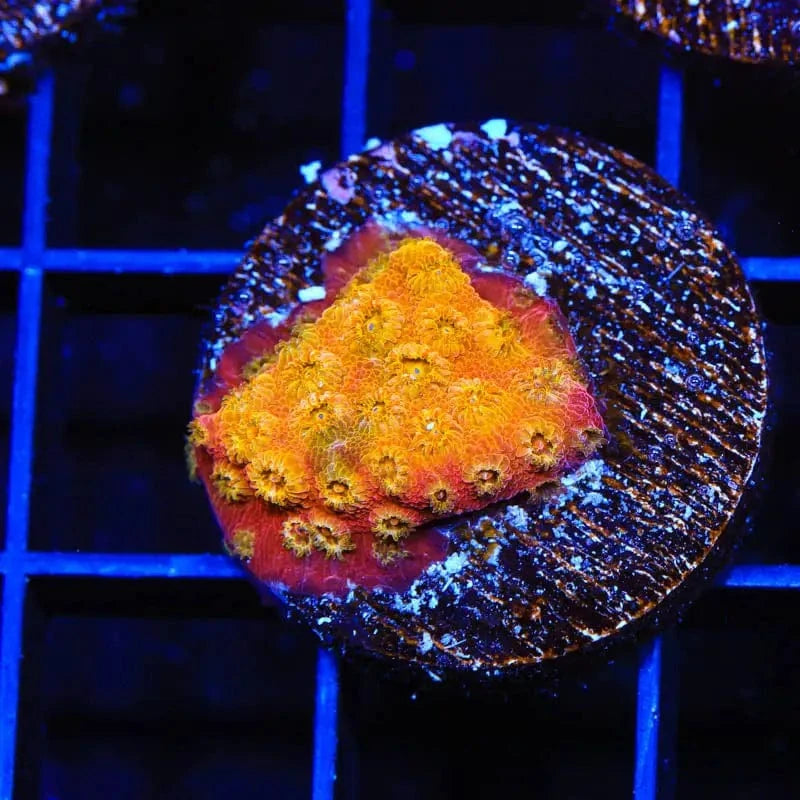24K Gold Cyphastrea Coral for Saltwater Aquariums - Vibrant Live Coral for Reef Tanks, Nano Tanks & Marine Aquascaping