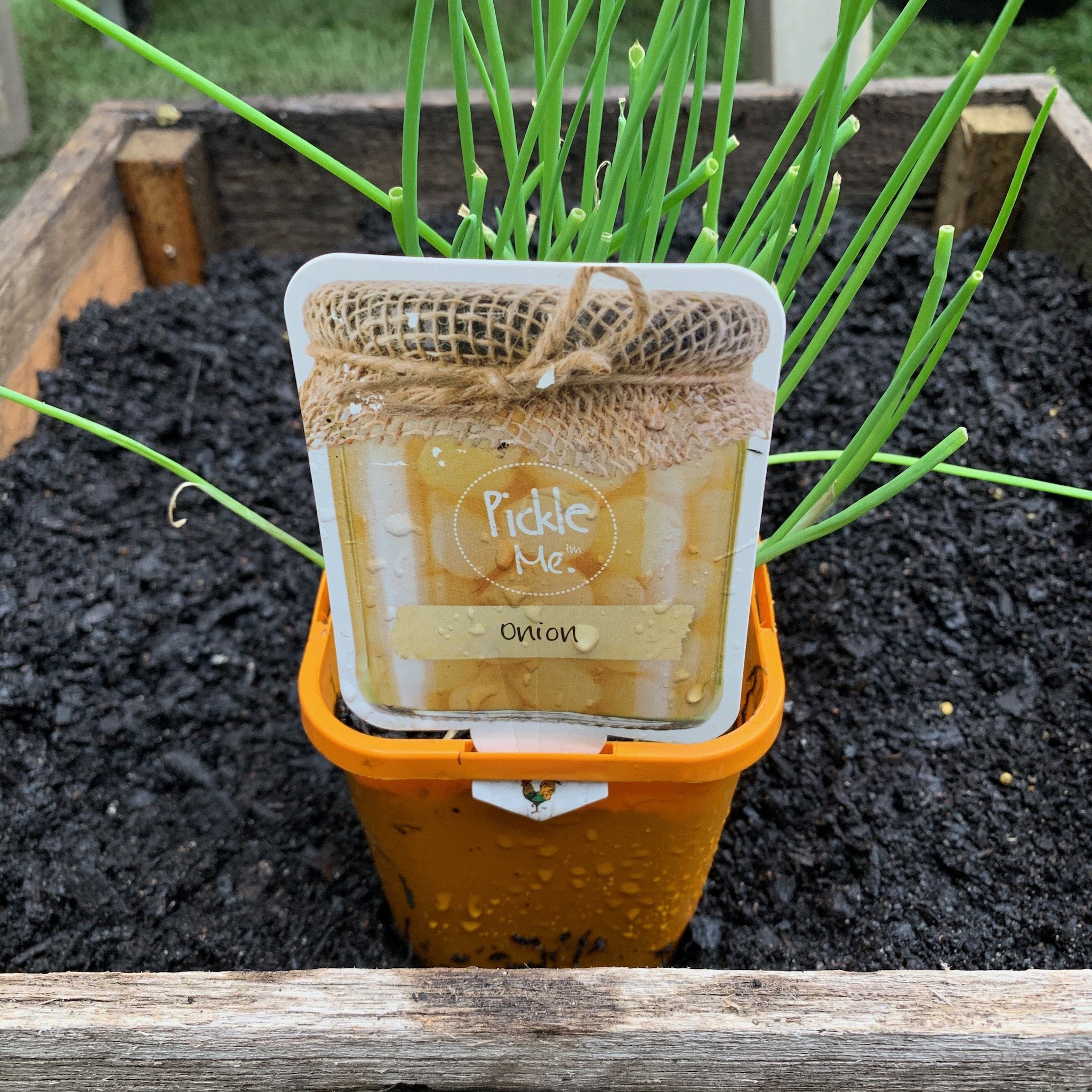 Italian Pickling Onion Seeds - Perfect for Home Canning, Pickling, and Italian Recipes | Grow Your Own Organic Onions for Salads, Sauces, and More