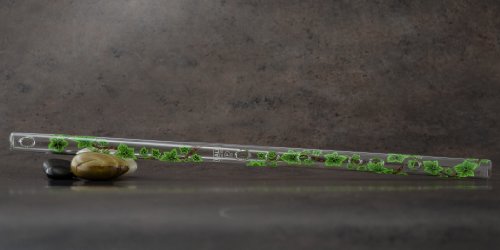 Ivy