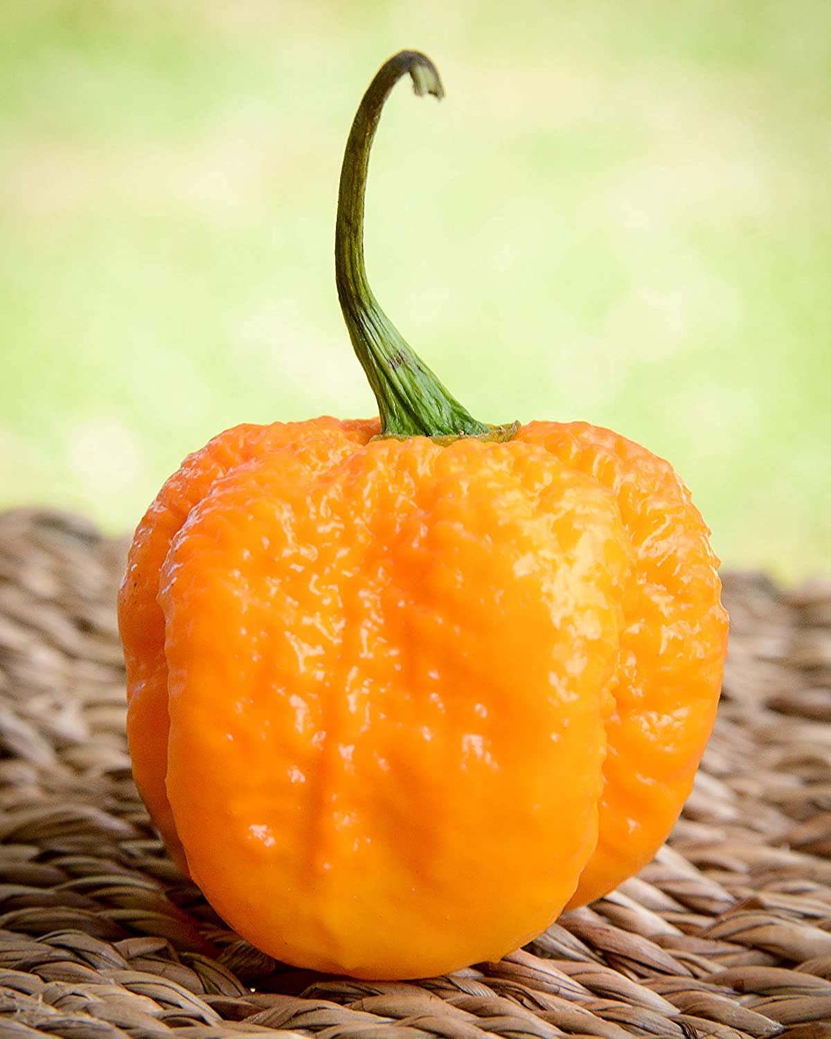 Premium Carolina Reaper Pepper Seeds 100pcs - World's Hottest Chili Pepper for Home Gardening, Hot Sauce Making & Extreme Spicy Challenges