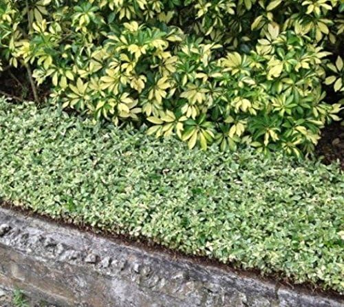 Variegated Asiatic Jasmine Plants - 36 Live 4