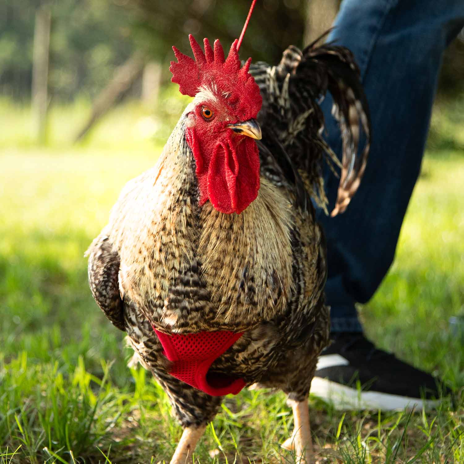 Small Red Chicken Harness for Hens - Adjustable & Comfortable Poultry Safety Gear - Perfect for Backyard Farming, Pet Chickens & Poultry Shows
