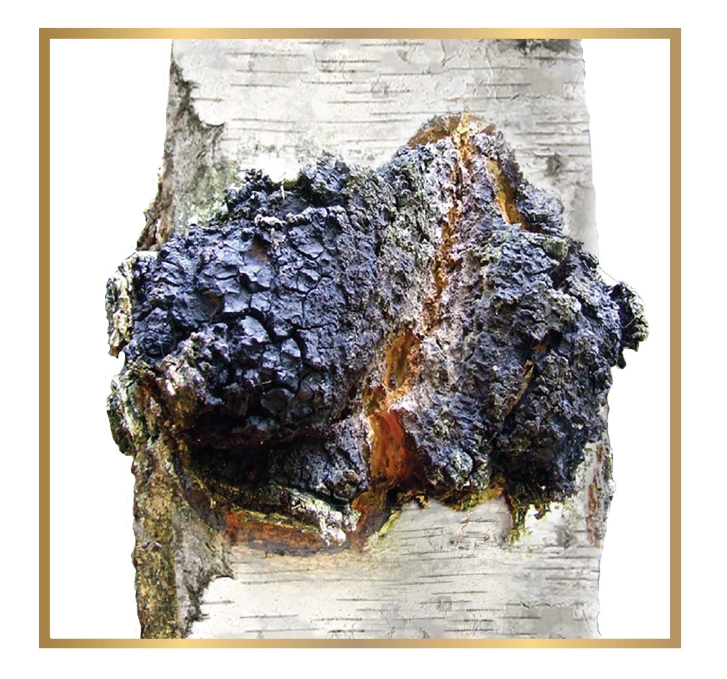 Organic Siberian Chaga Mushroom Tea - Caffeine-Free Immune Support with Schisandra | Natural Antioxidant Herbal Tea for Wellness & Detox | Perfect for Morning Rituals & Stress Relief