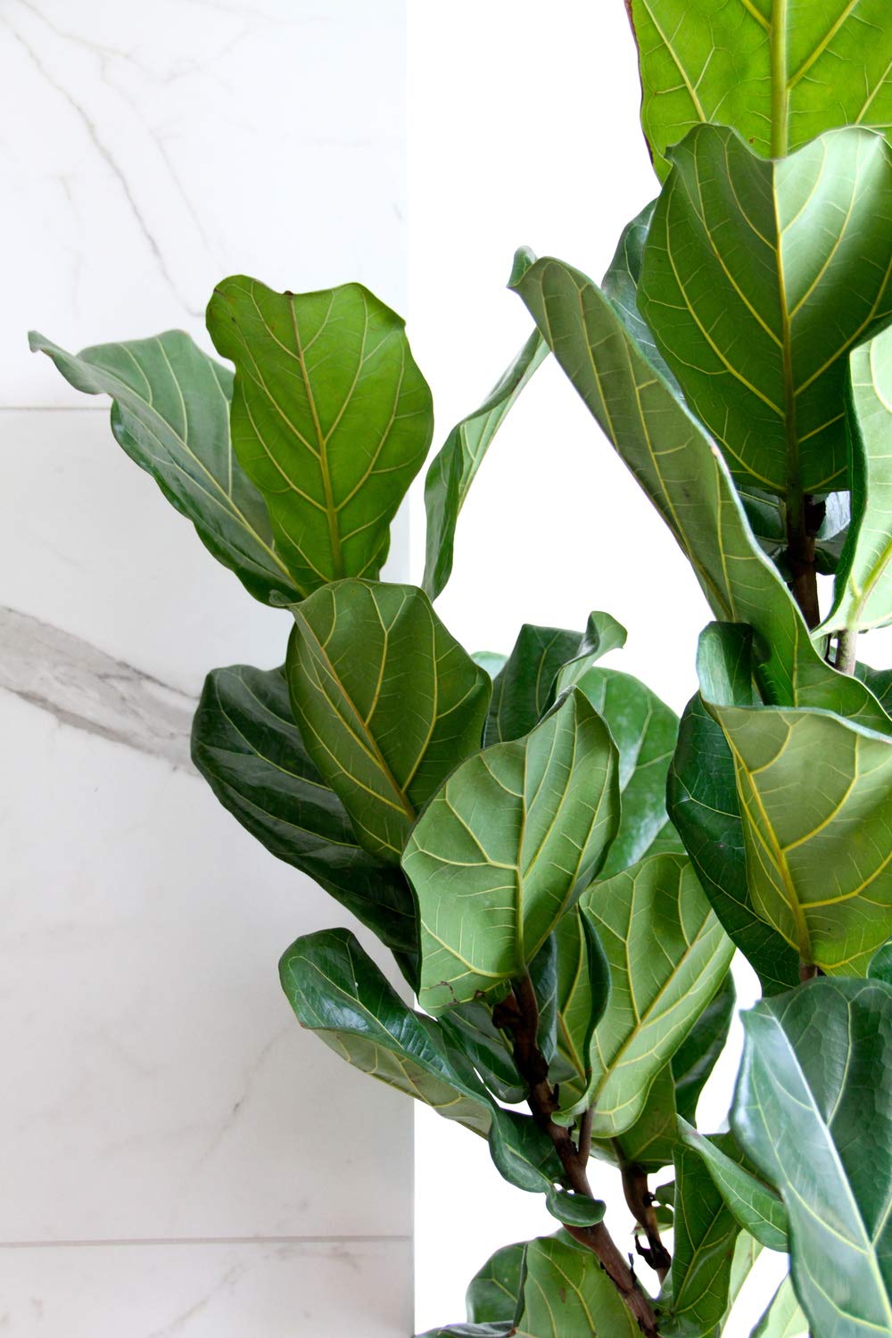 Fiddle Leaf Fig Live Plant - Ficus Lyrata in 4 Inch Pot | Easy to Grow Indoor Houseplant with Air Purifying Benefits | Perfect for Home Decor, Office Spaces & Living Rooms