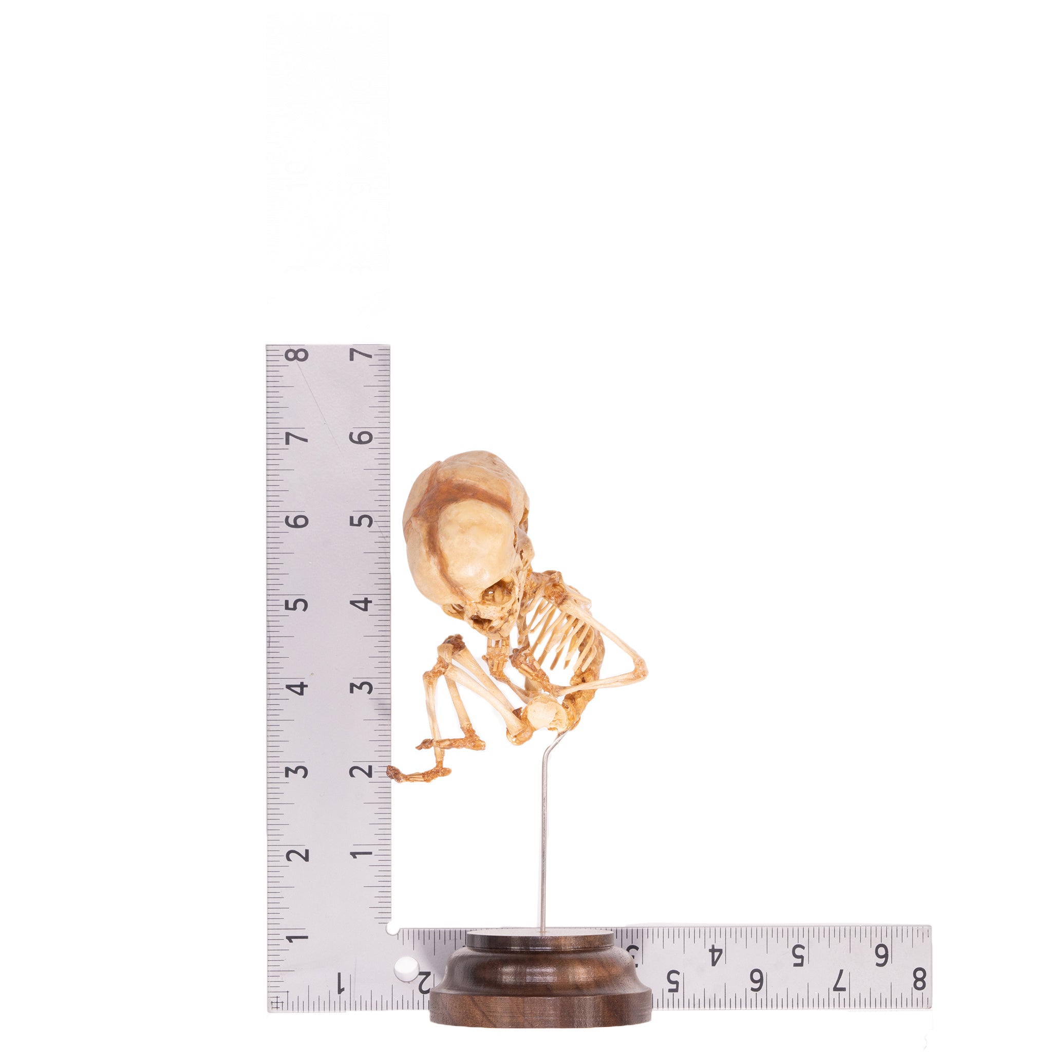 Authentic Human Fetal Skeleton Specimen on Display Stand - Ideal for Medical Education, Anatomy Studies & Research Laboratories