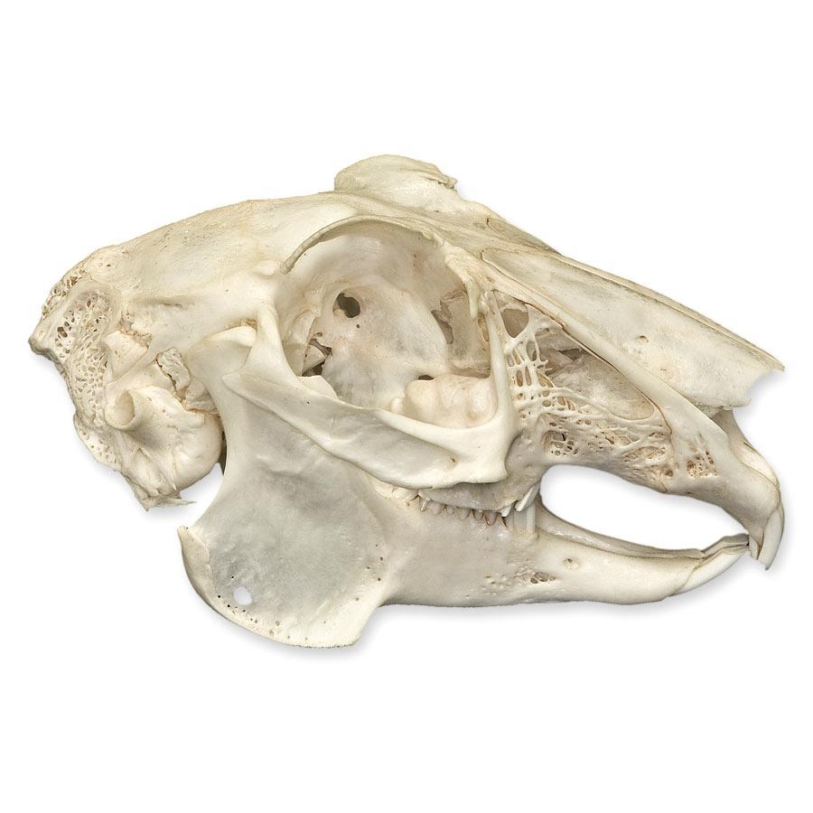 Authentic Predator and Prey Animal Skull Set - Fox, Rabbit & Owl Skulls for Science Education, Home Decor & Gothic Collections