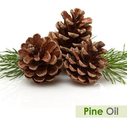 100% Pure & Natural Pine (Pinus Sylvestris) Essential Oil - Undiluted Therapeutic Grade Aromatherapy Oil - 1000ml for Diffusers, Massage & DIY Skincare