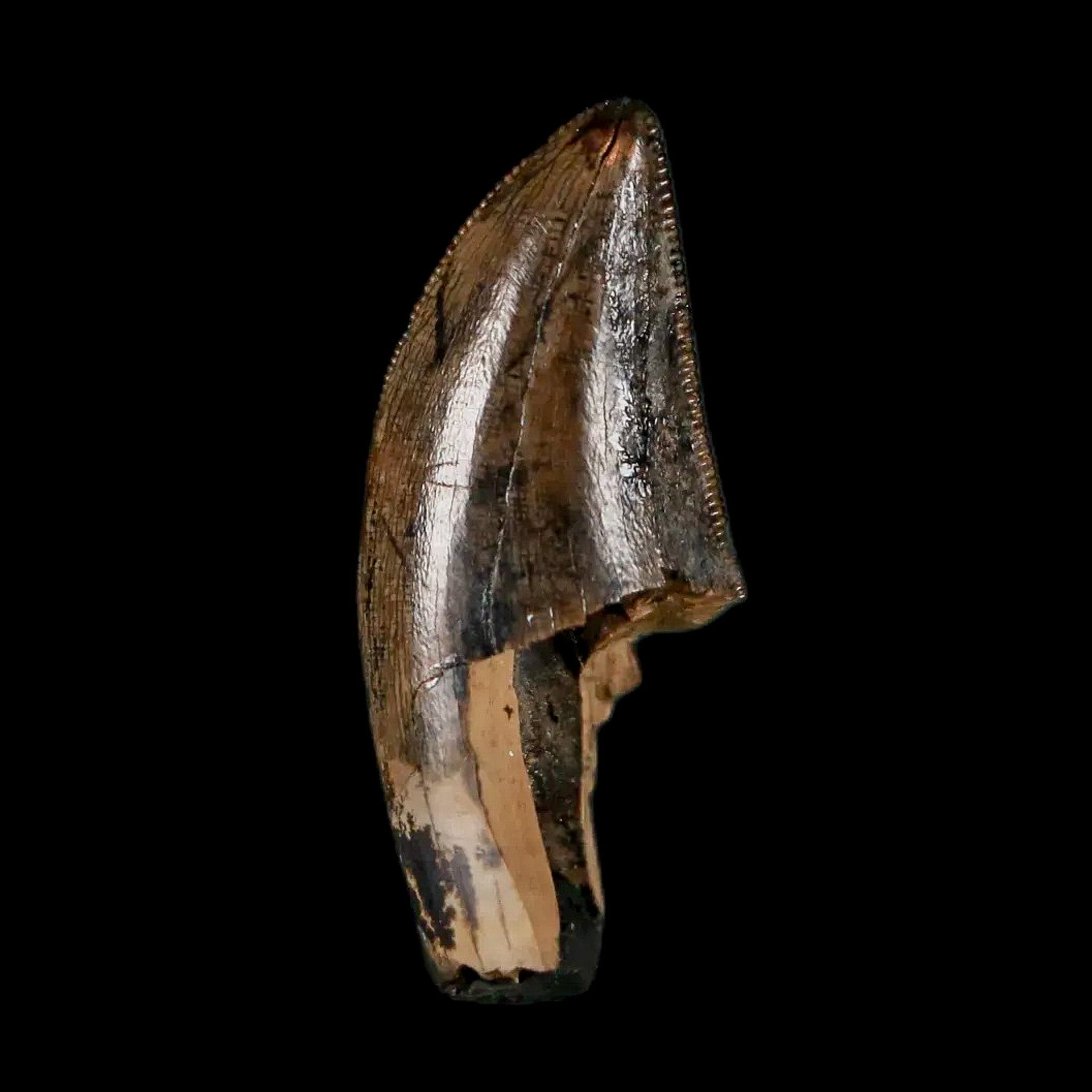 Authentic Tyrannosaur Serrated Fossil Tooth - Cretaceous Dinosaur Fossil from Judith River Formation with COA - Perfect for Paleontology Collections, Educational Displays & Dinosaur Enthusiasts
