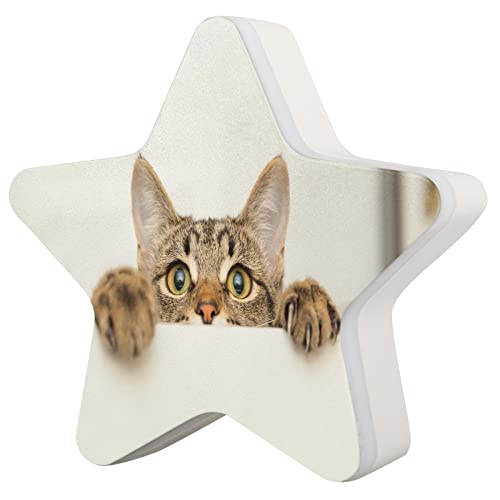 B:cat