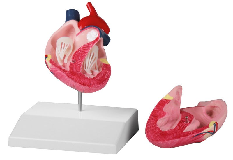 High-Quality Replica Canine Heart Model - Perfect for Veterinary Training, Anatomy Study & Pet First Aid Practice