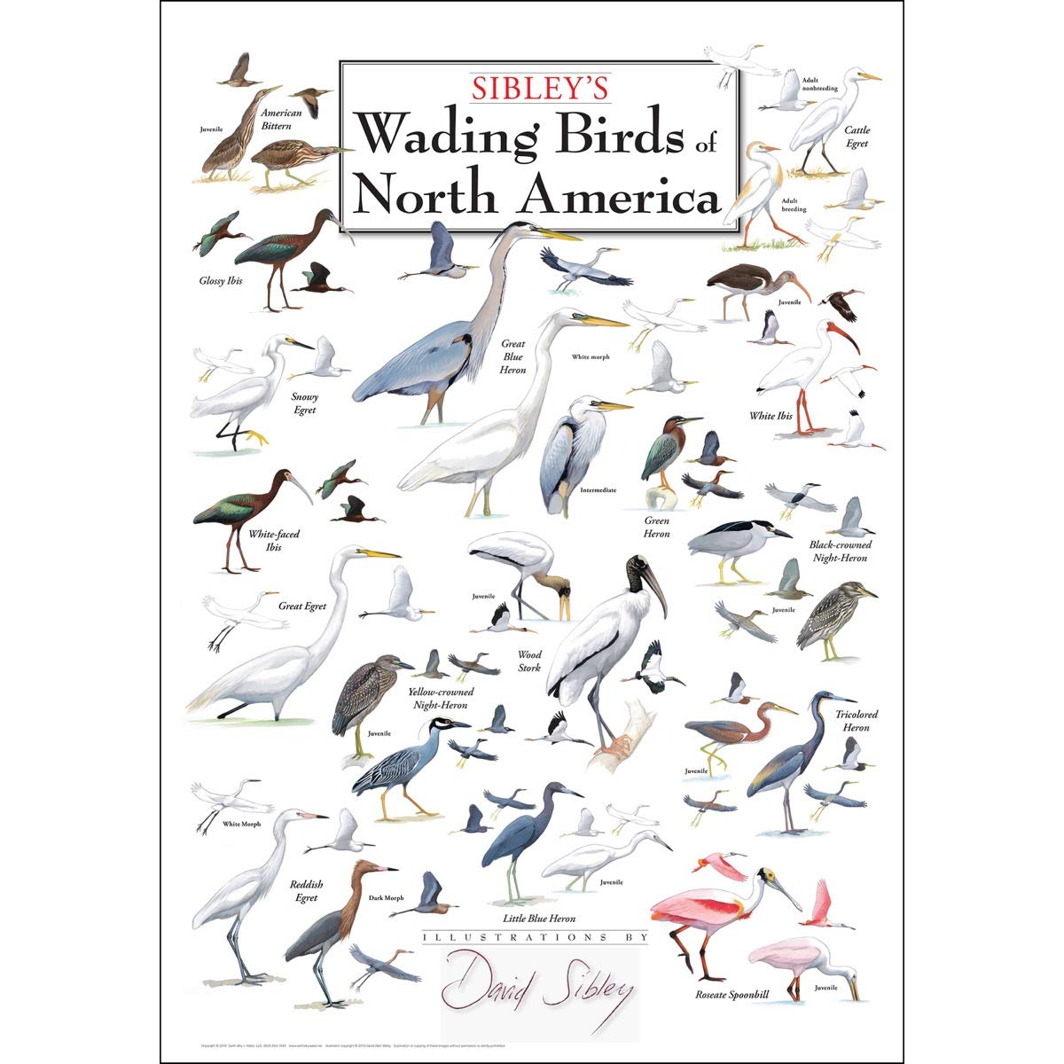 Sibley's Wading Birds of North America Identification Guide - Educational Bird Watching Poster for Nature Enthusiasts - Perfect for Classroom, Home Decor & Wildlife Conservation Displays