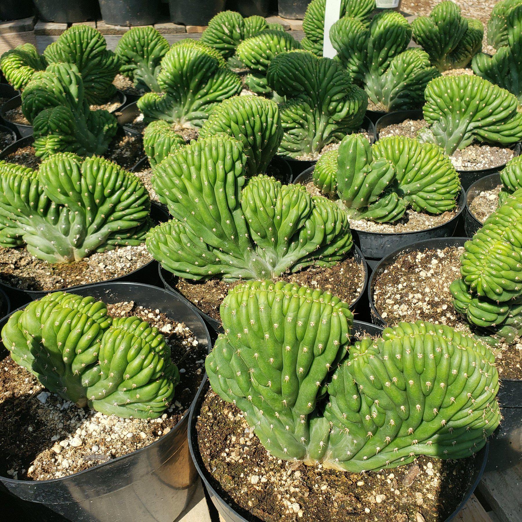 EC139 EXACT Trichocereus Pachanoi Crested Cactus - 8 Inch Rare Succulent Plant for Home Decor, Office Desk, or Garden Collection | Unique Cactus for Indoor & Outdoor Planting