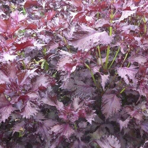 Purple Perilla Seeds (Shiso) - 14 LB Bulk Pack - Aromatic Frilled Leaves for Salads, Garnishing & Cooking - Red Mint Flavor - 700 Seeds - Perfect for Home Gardens & Culinary Use