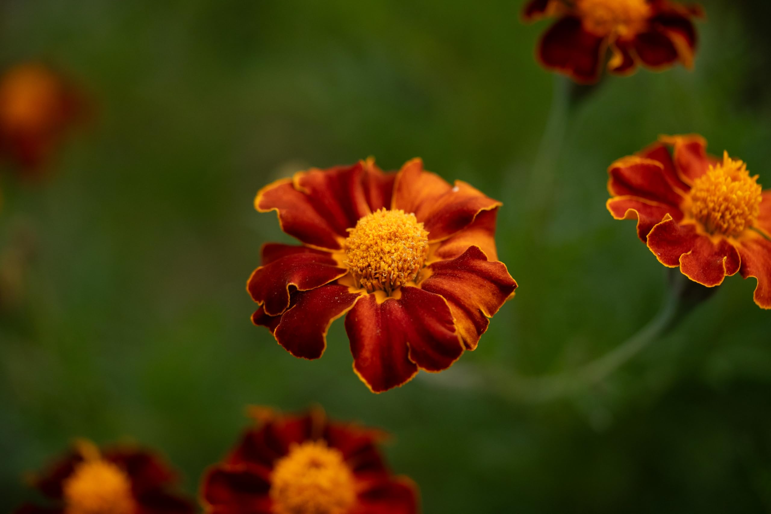 Organic Tashkent French Marigold Seeds - Non-GMO Heirloom Flower Seeds for Planting (Pack of 60) | USA-Grown Gardening Supplies for Outdoor Gardens, Wildflower Beds & Herb Gardens | Perfect for Pollinator-Friendly Landscapes & Container Gardening