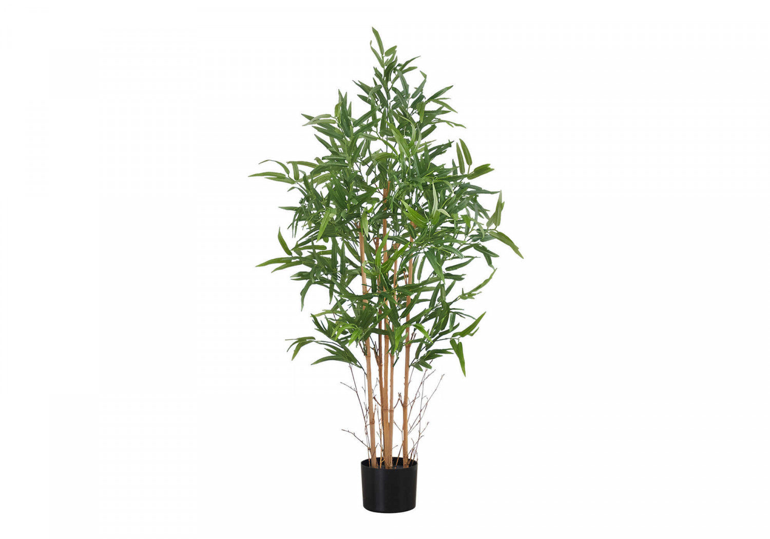 50 Pack Bamboo Plants in 5 Black Pots - Indoor House Plants for Home Decor, Office Feng Shui, and Gift Giving