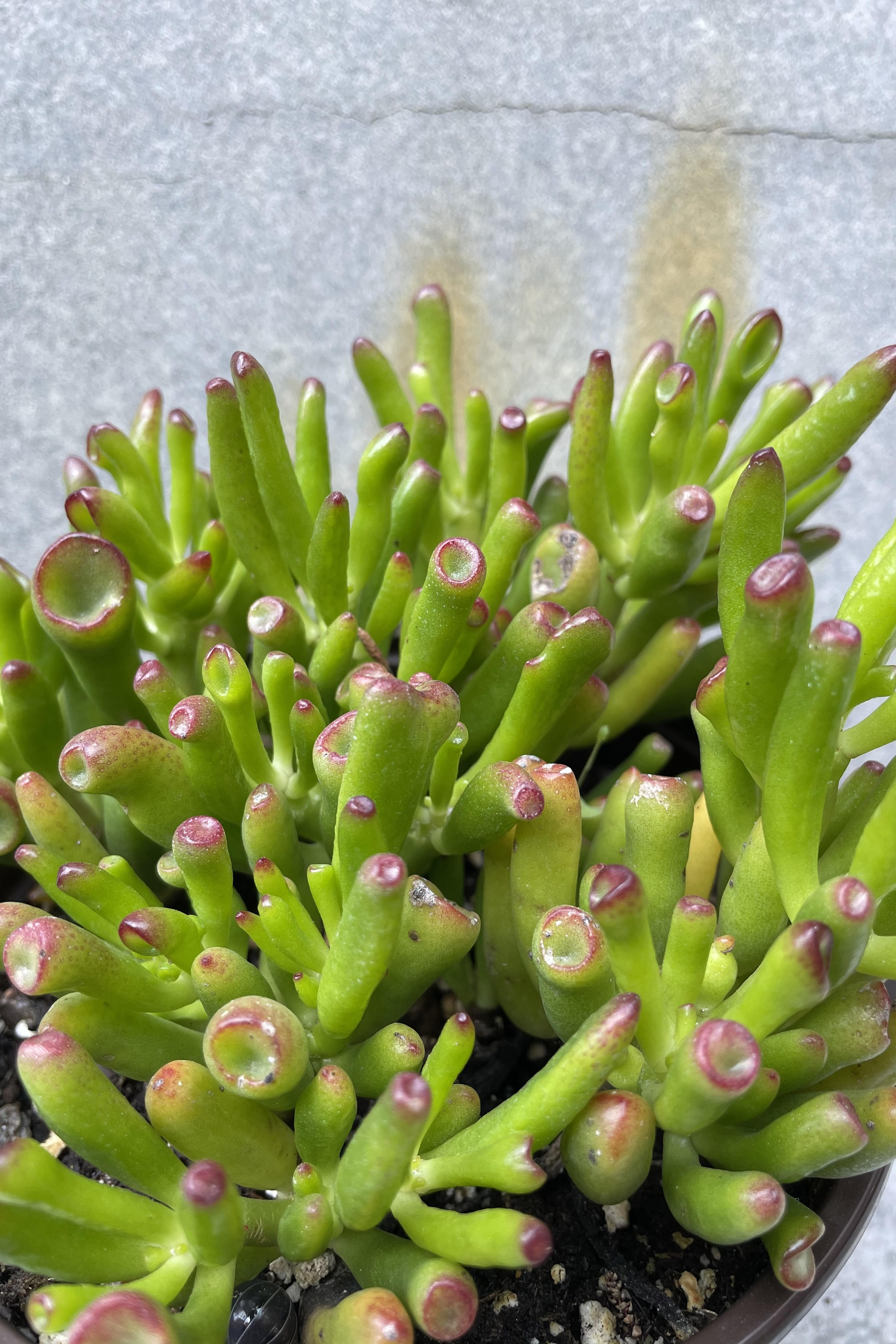 Crassula Ovata 'Gollum' Jade Plant - 6 Inch Succulent for Home Decor, Office Desk, and Gift Giving