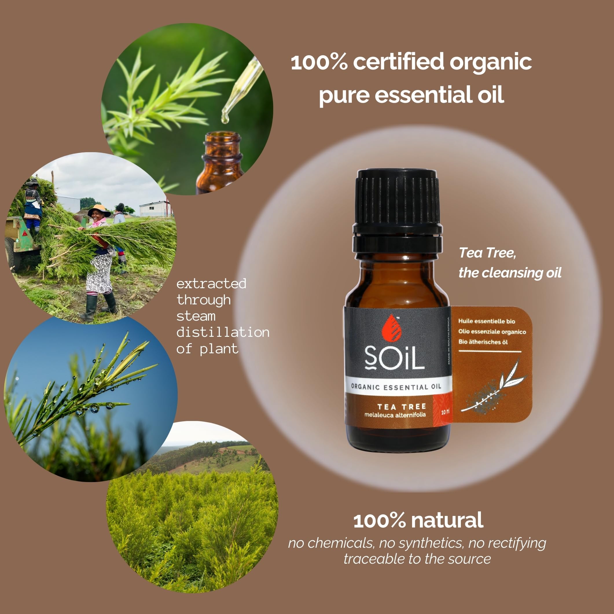 Organic Tea Tree Essential Oil (Melaleuca Alternifolia) - 100% Pure, Natural, Vegan & Non-GMO - USDA Certified Organic - 4oz (120ml) - 12-Pack of 10ml Bottles - Perfect for Aromatherapy, Skin Care & DIY Beauty Products