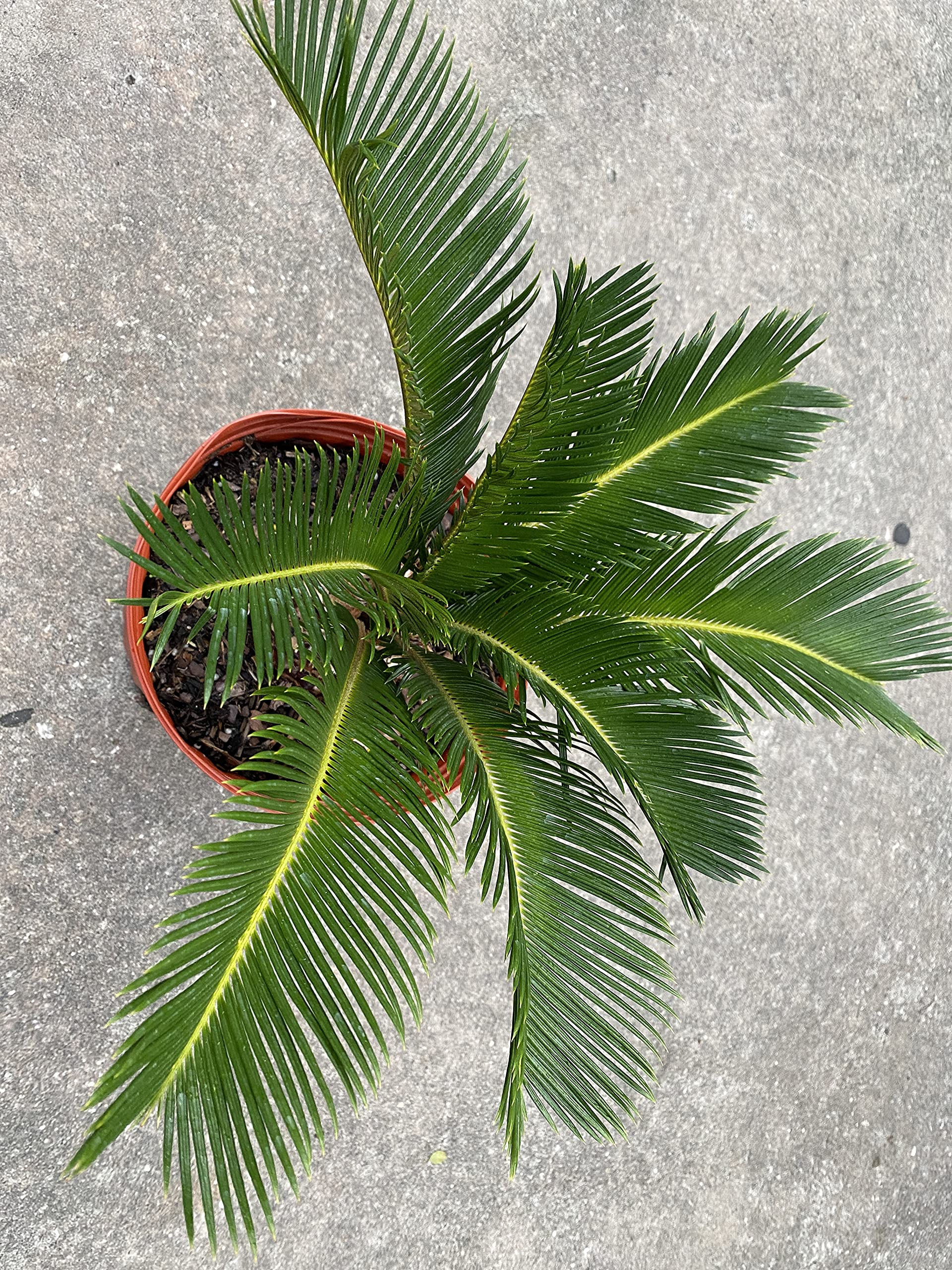 King Sago Palm Tree Live Plant - 10