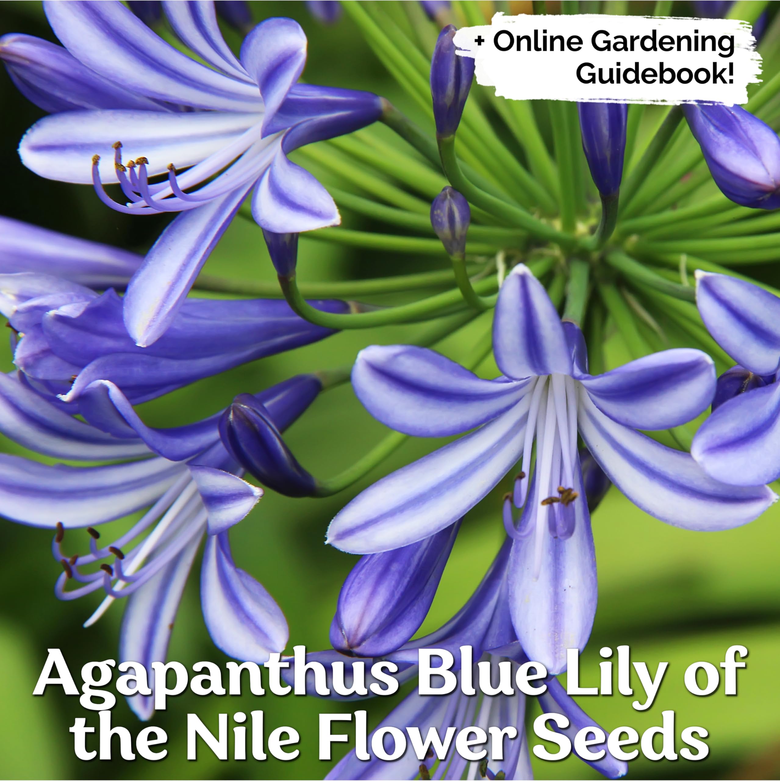 KVITER 50 Blue Lily of The Nile Seeds (Agapanthus Orientalis) – African Lily Flower Seeds for Planting – Heirloom Perennial Seeds – Grow Indoors/Outdoors in Gardens & Containers – Perfect for Landscaping, Borders & Cut Flower Arrangements