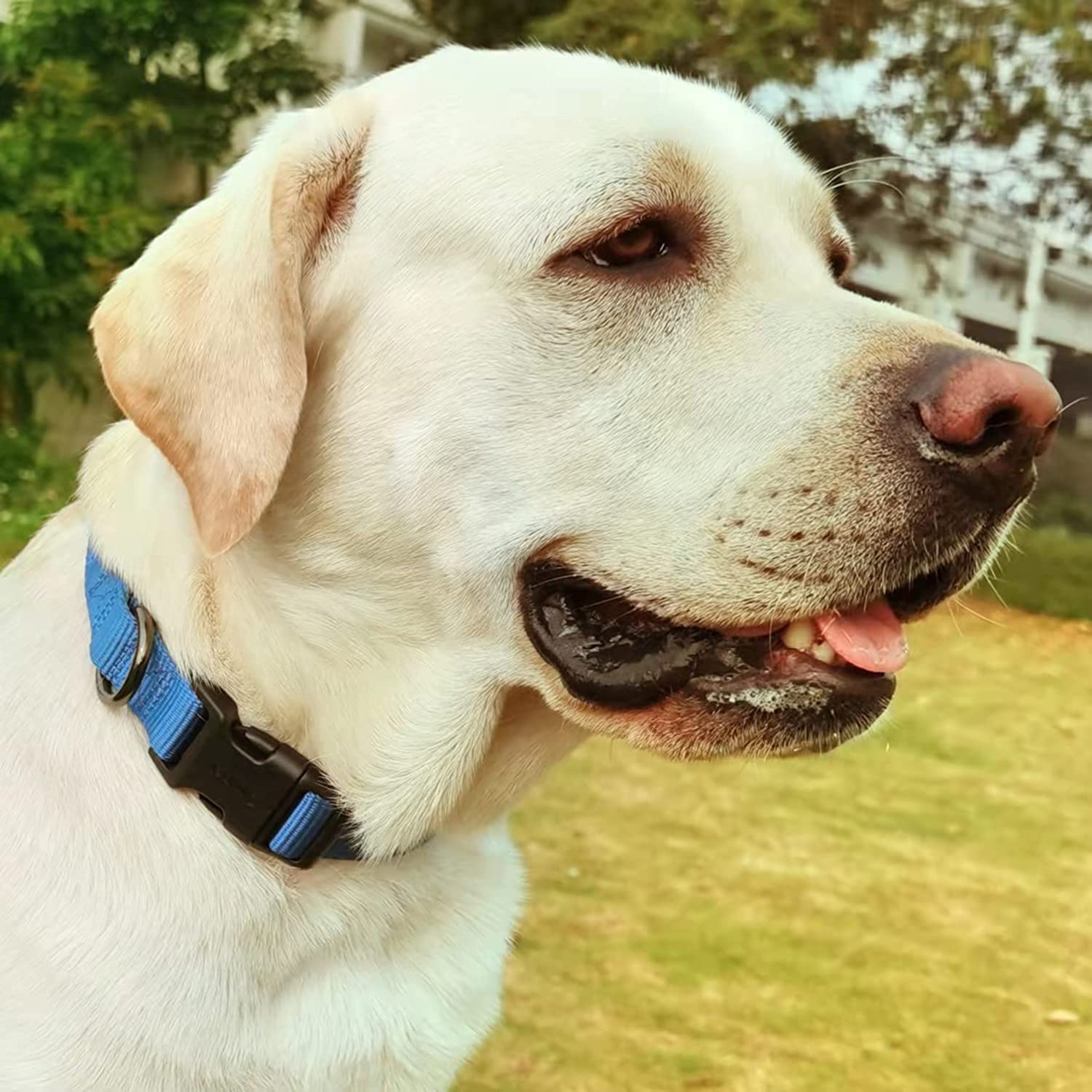 **Eagle Pets Adjustable Nylon Dog Collar - Quick Release, Breathable & Comfortable for Small, Medium & Large Dogs - Perfect for Training, Walks & Outdoor Adventures (Large, Blue)**