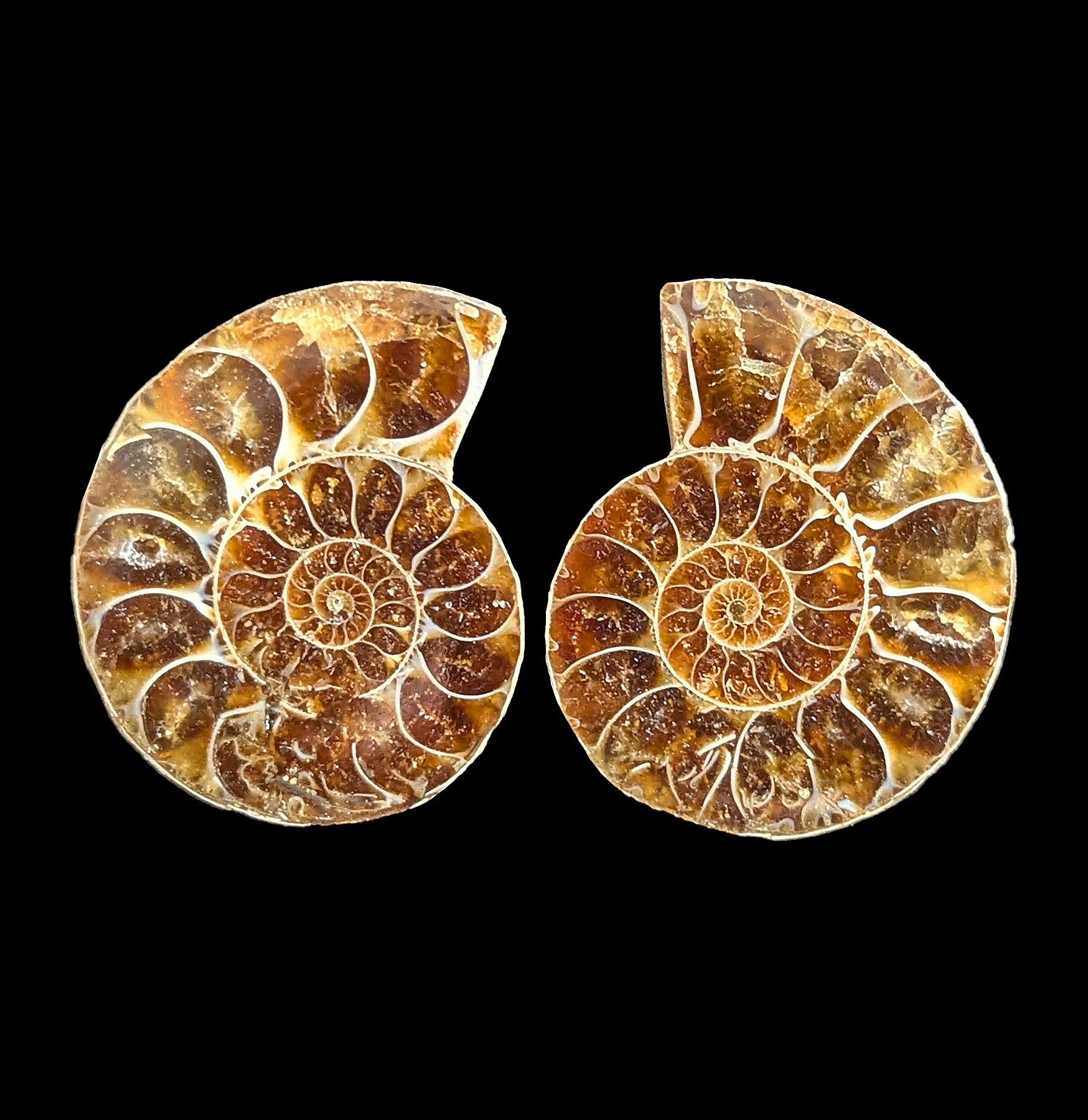 Small Agatized Ammonite Pair - Natural Fossil Stone for Collectors, Home Decor & Jewelry Making - Perfect for Display, Gifts & DIY Craft Projects