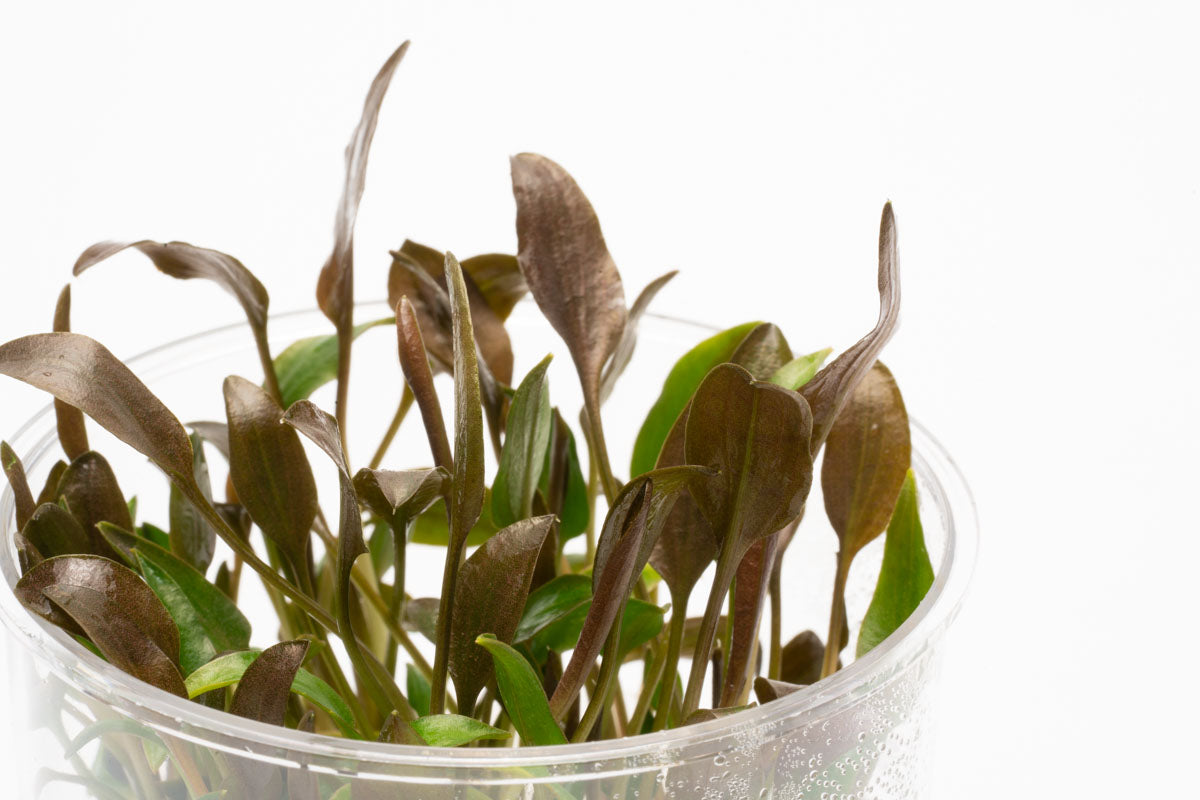 Cryptocoryne Undulatus Live Aquarium Plant Tissue Culture - Easy Low Light Aquatic Plant for Fish Tanks, Aquascaping & Freshwater Aquariums