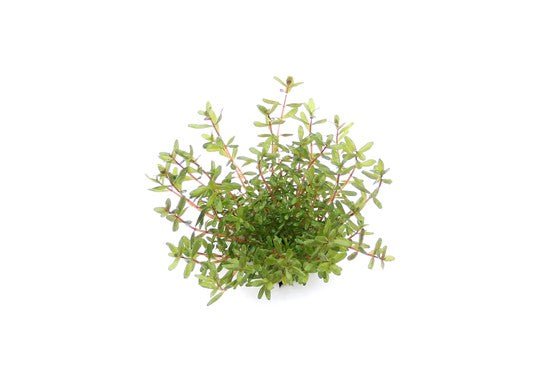 Dennerle Rotala Rotundifolia 'Laos' Live Aquarium Plant in Pot - Perfect for Freshwater Fish Tanks, Aquascaping & Aquatic Gardens
