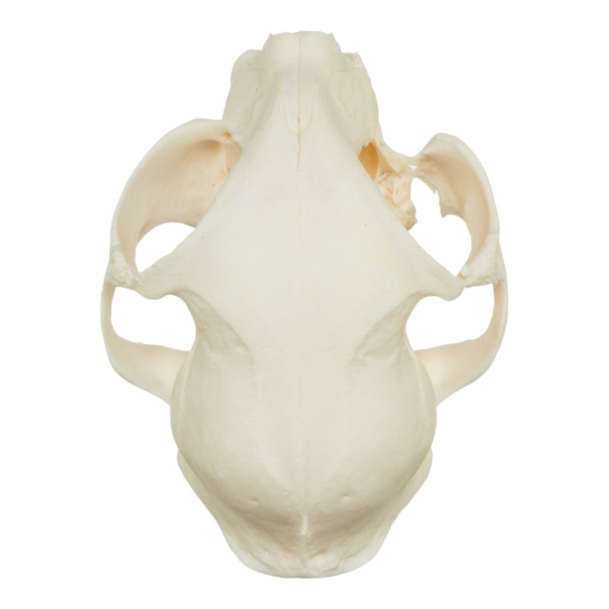 Authentic Domestic Cat Skull Specimen - Veterinary Pathology Study, Animal Anatomy Display & Halloween Decor