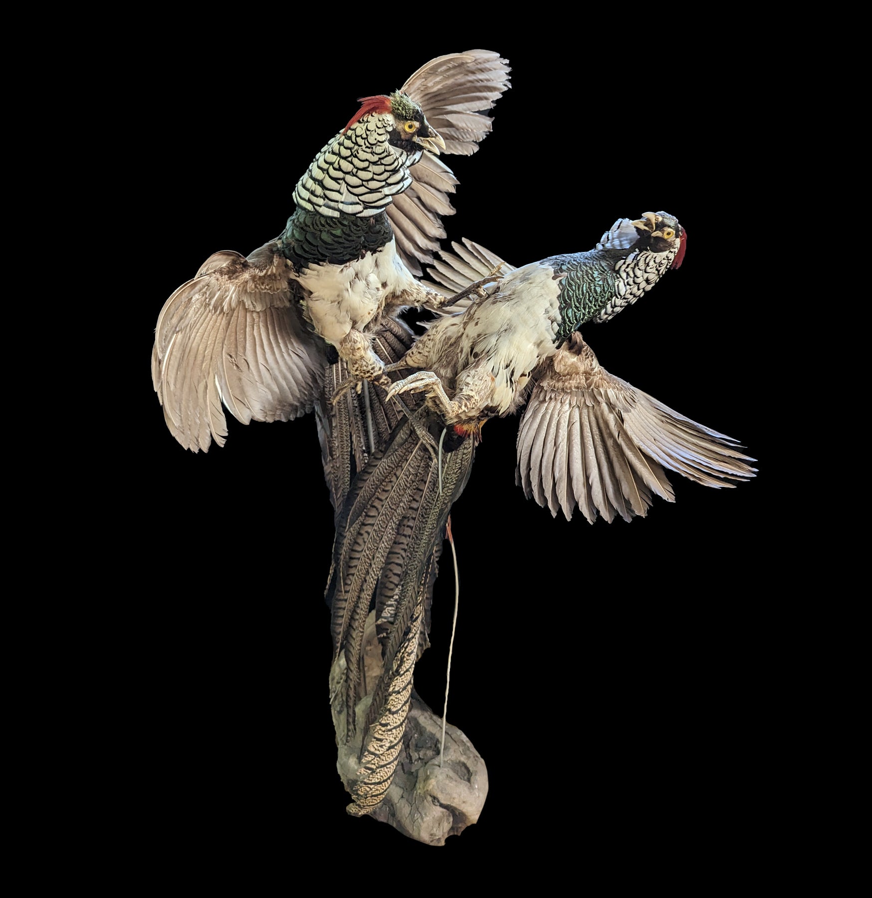 Lady Amherst Pheasant Taxidermy Mount - Realistic Handcrafted Decorative Bird for Home & Office Decor | Perfect for Hunting Lodges, Cabinets, and Wildlife Displays