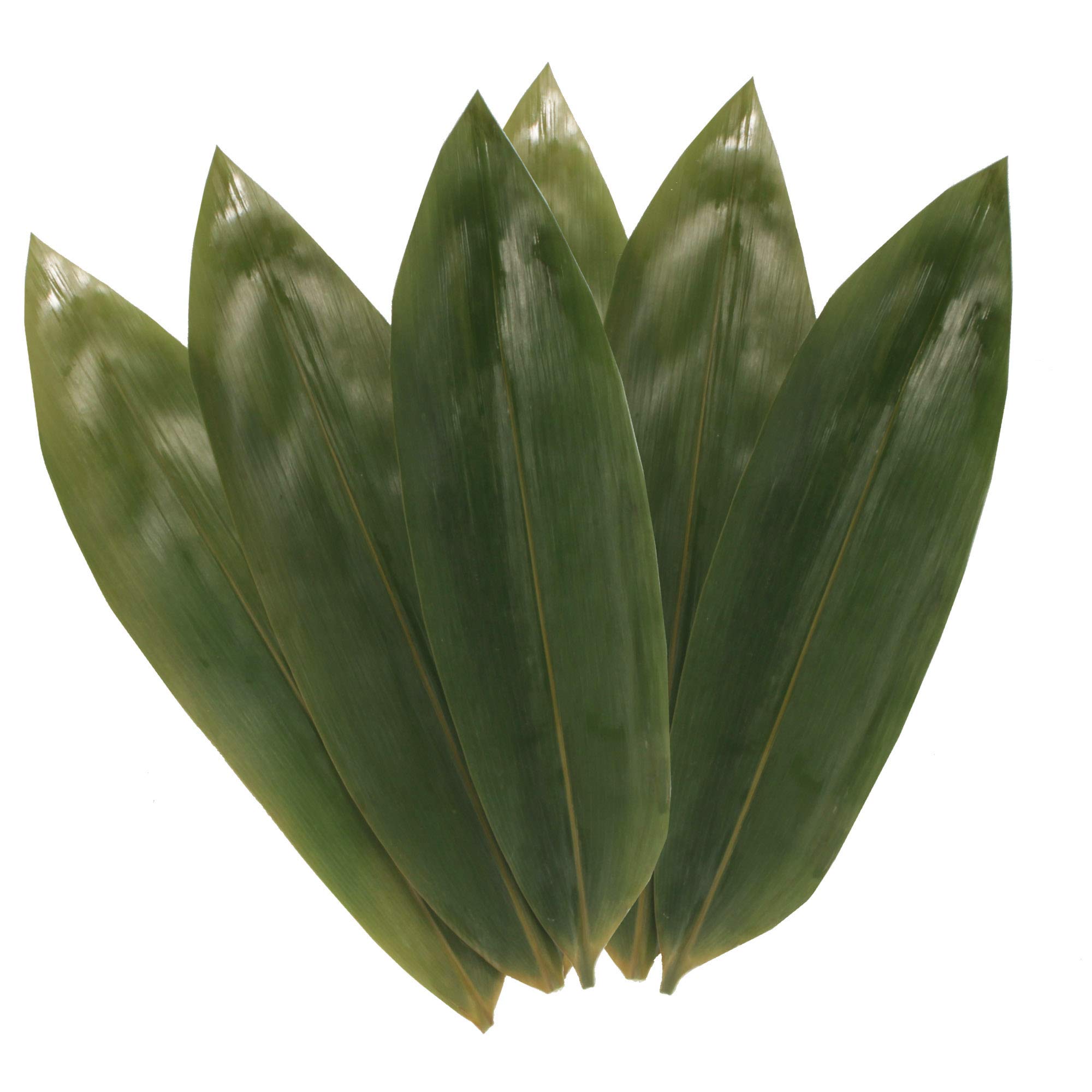 Premium Bamboo Leaves for Cooking - Natural Zongzi Wrappers, Banana Leaf Substitute, BBQ & Grilling - 12.25