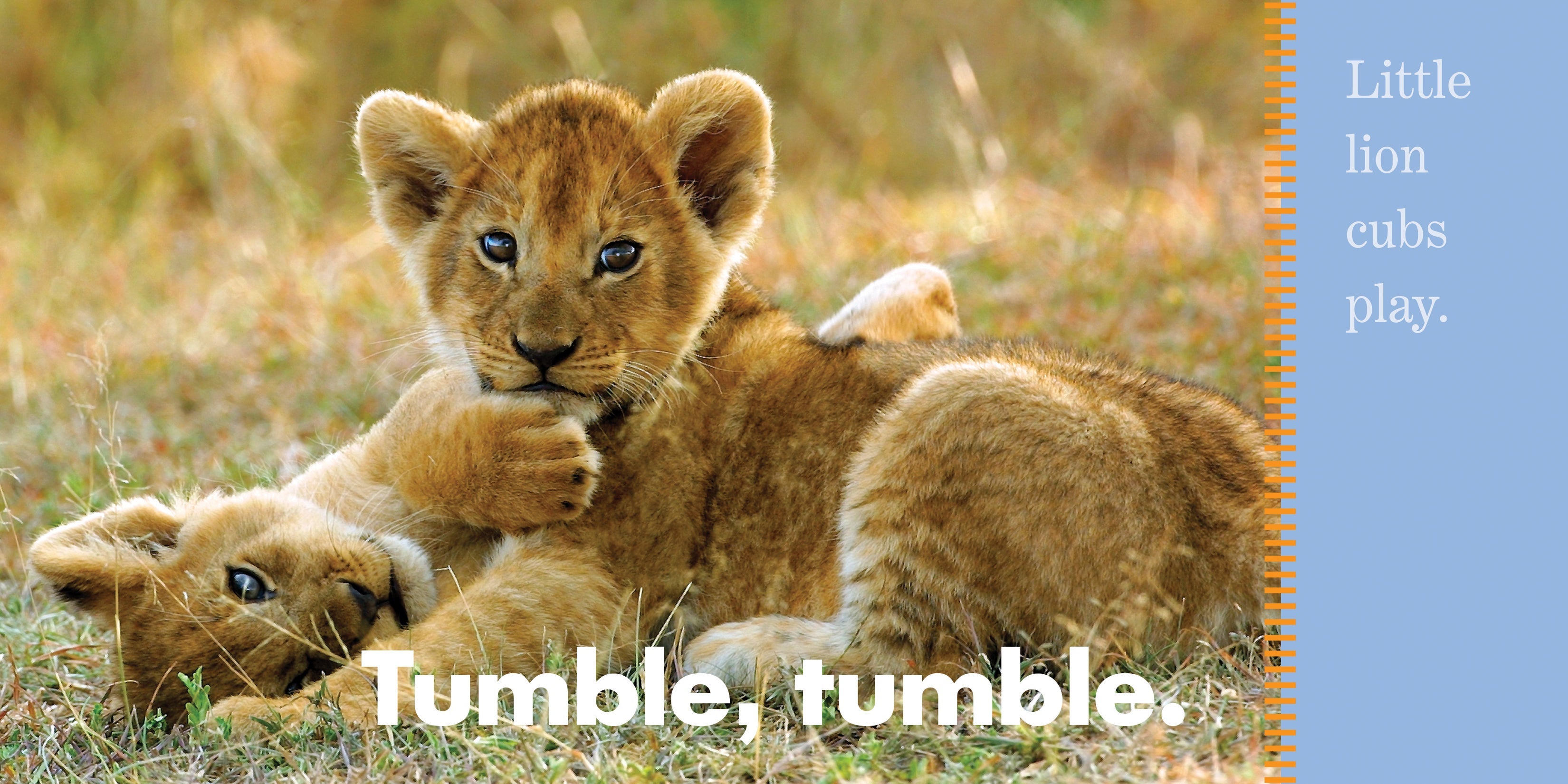 Lions Roar - Premium Animal Sound Effects for Movies, Games & Wildlife Projects | Perfect for Film Makers, Game Developers & Nature Enthusiasts