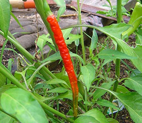 Kung Pao Asian Pepper Seeds (50 Count) - Hot & Spicy Chinese Chili for Authentic Stir-Fry, Szechuan Cuisine & Home Gardening - Perfect for Asian Cooking, Hot Sauce Making & Organic Herb Gardens