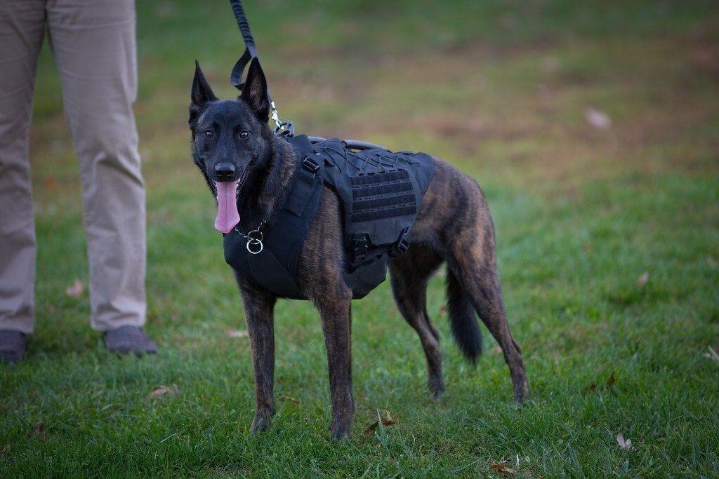 Titan K9 Dog Vest - Adjustable Tactical Harness for Large Dogs - Perfect for Training, Hiking & Outdoor Adventures