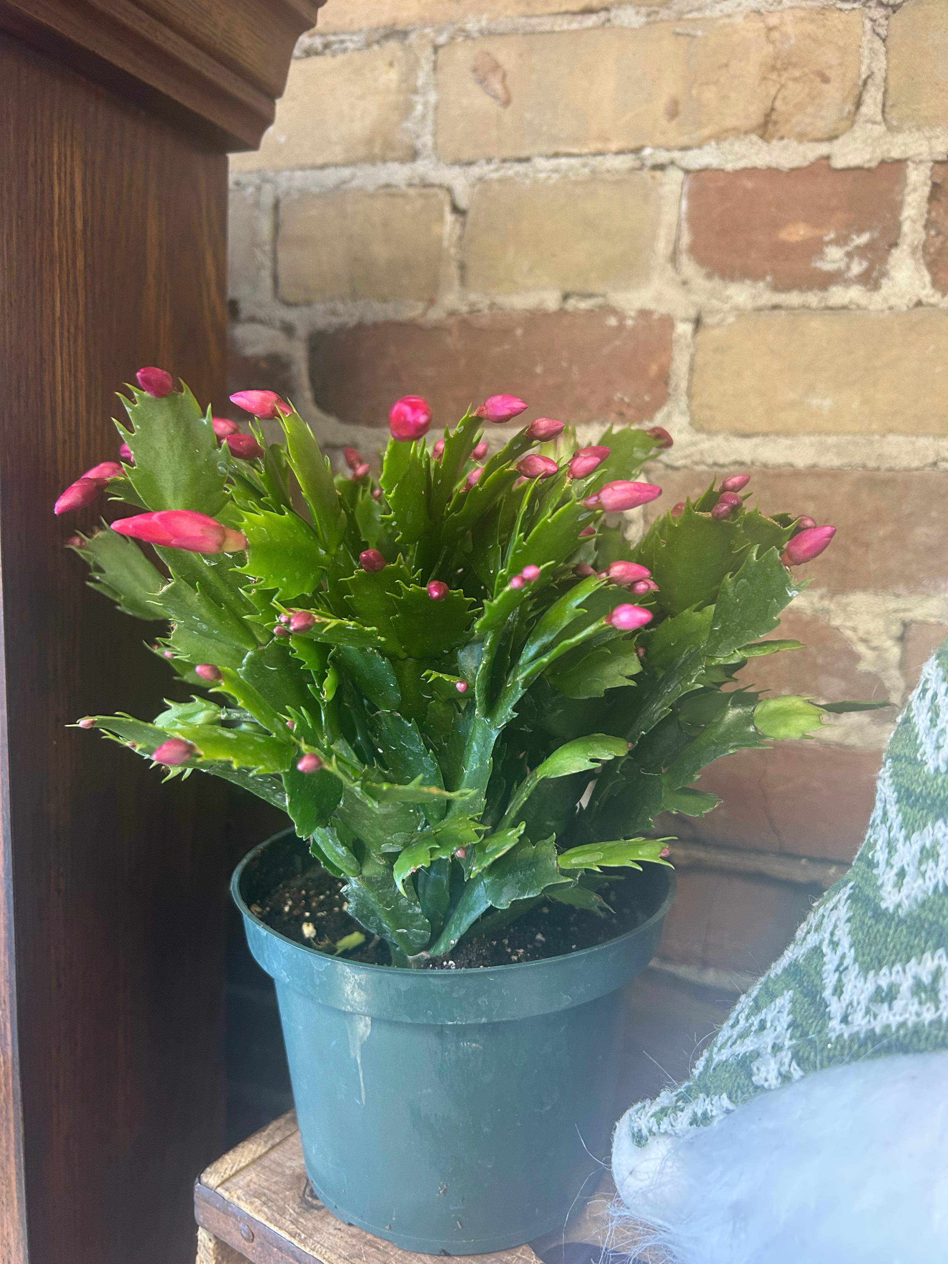 6 Inch Christmas Cactus Plant - Holiday Succulent Gift for Home & Office Decor - Perfect for Windowsills, Desks, and Festive Centerpieces