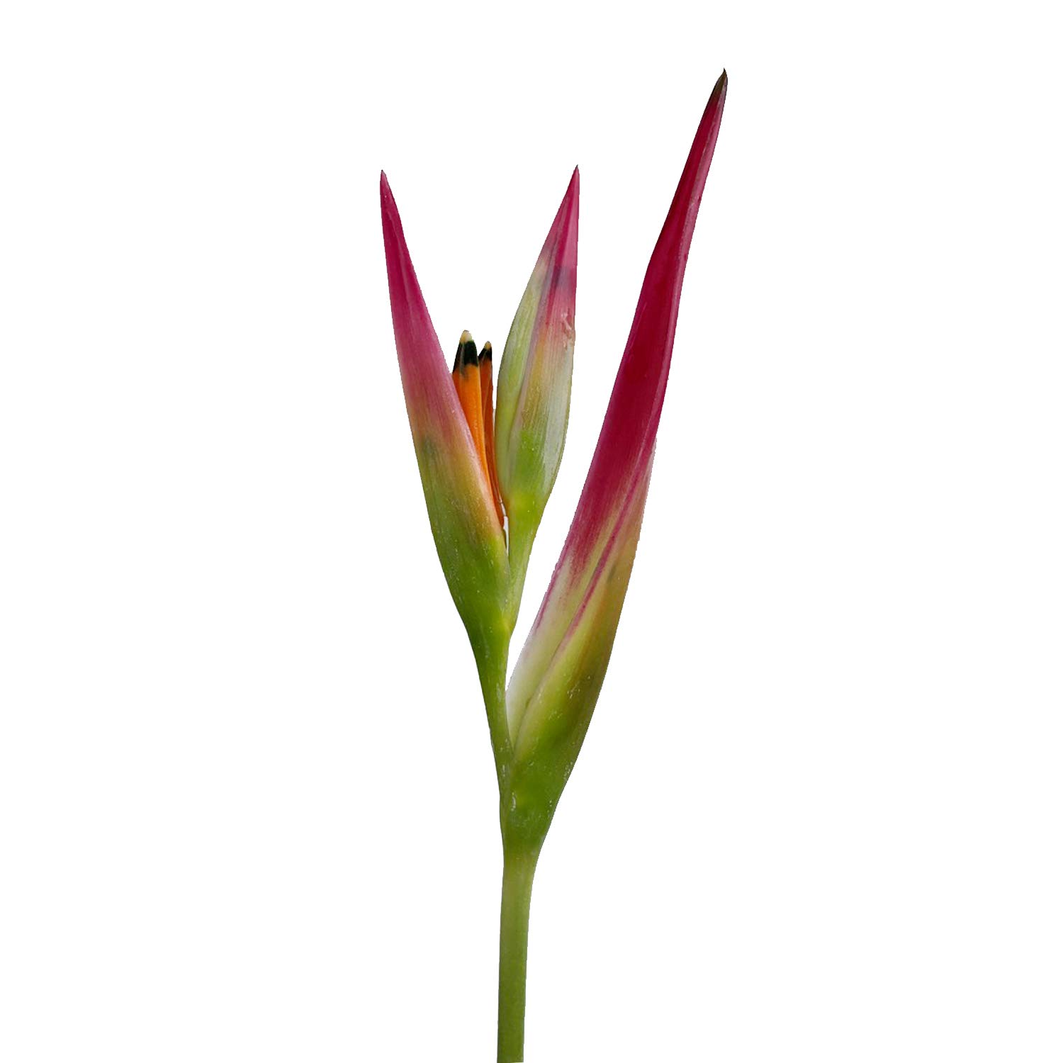 Bloomingmore Fresh Cut Heliconia Sassy Flowers - Perfect for Home Decor, Office Arrangements, Wedding Bouquets, DIY Projects, Party Centerpieces, Housewarming Gifts, Teacher Appreciation & Engagement Celebrations