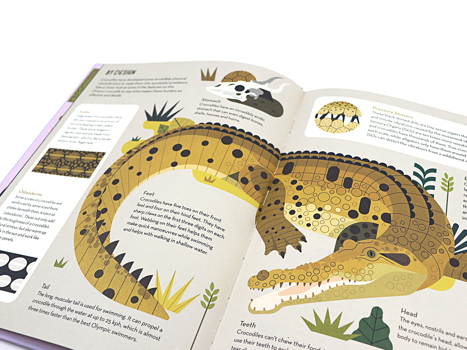 Curious About Crocodiles: Illustrated Animal Book for Kids by Owen Davey - Perfect for Bedtime Stories & Wildlife Education