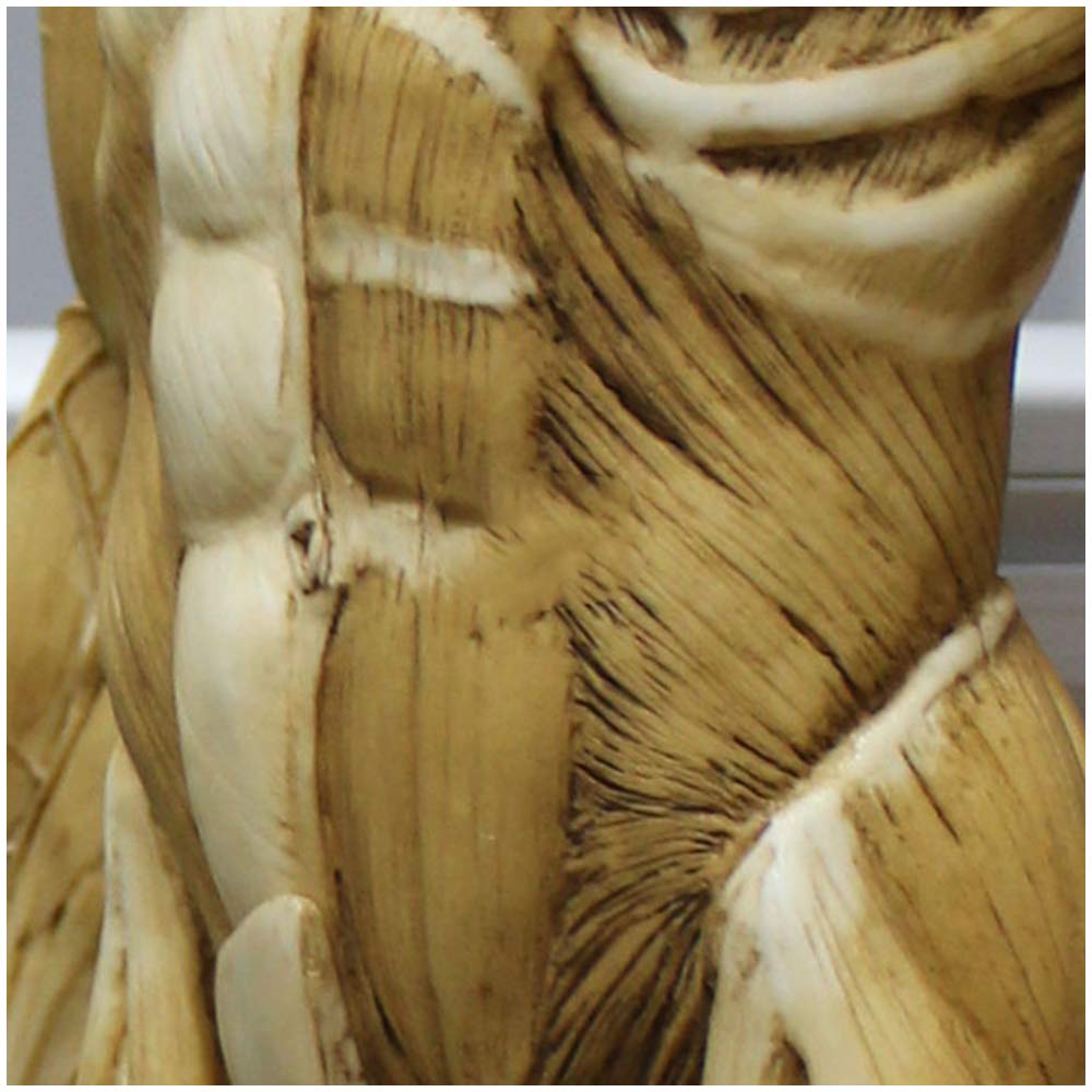 23 Inch (60cm) Male Anatomy Figure - Human Body Muscle & Skeleton Anatomical Model for Medical Students, Doctors & Teachers | Perfect for Classroom Demonstrations, Medical Training & Science Education