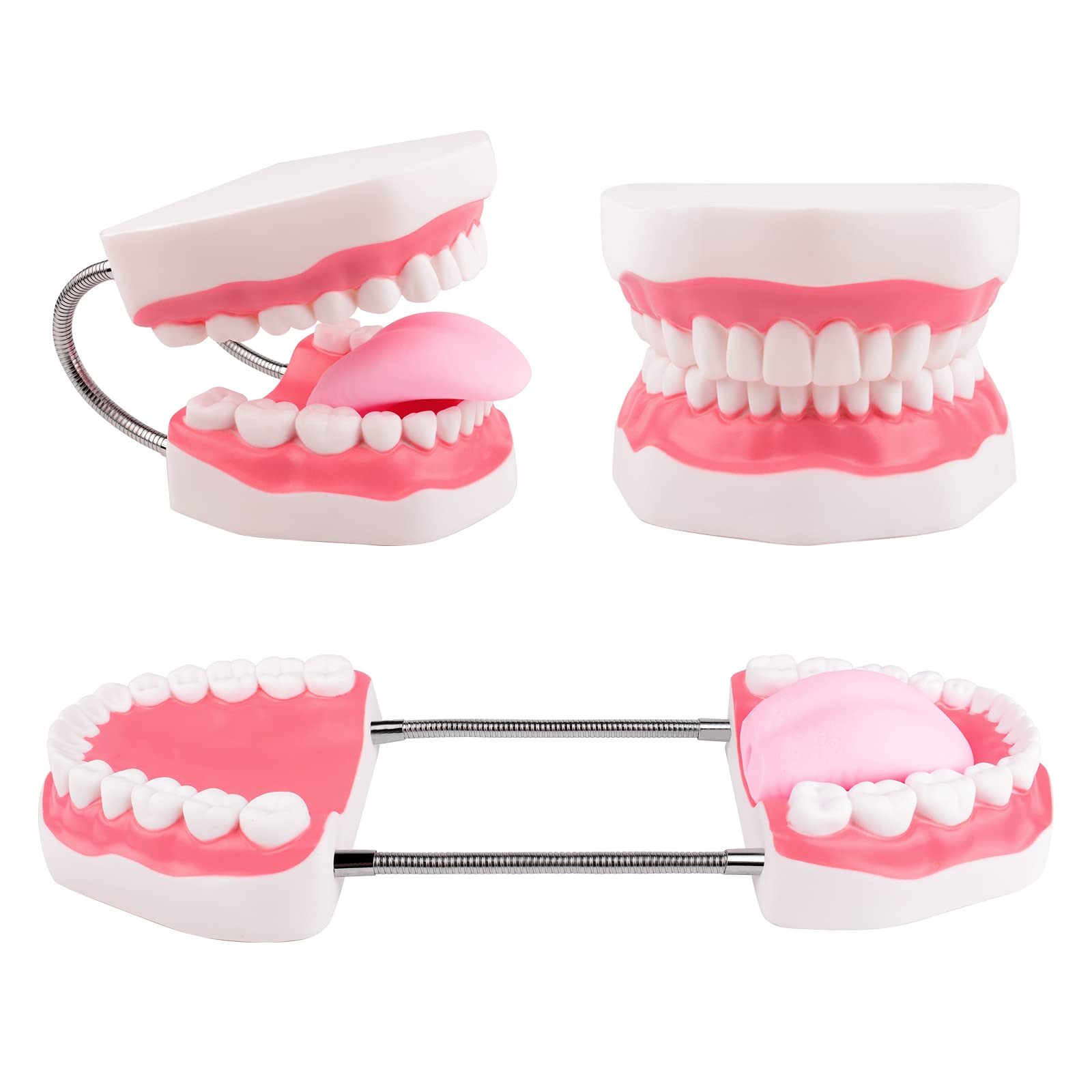 **6X Enlarged Dental Teeth Model with Metal Hinge for Speech Therapy & Brushing Training – Perfect for Kids & Children, Includes Toothbrush – Ideal for Dentists, Classrooms & Home Learning**